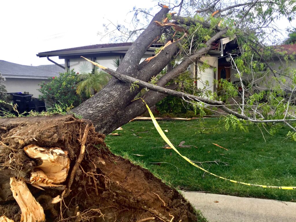 neighbor tree damage, roof damage liability, Asheville roof repair, tree insurance claims, neighbor tree roof damage, storm damage roof, tree liability laws NC, roof repair Asheville, tree hazards, homeowners insurance, tree damage costs, roof damage prevention, fallen tree neighbor, tree damage legal guide, tree maintenance Asheville